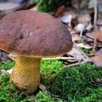 faisan - leccinum lepidum - la casa de las setas