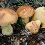 faisan - leccinum lepidum - la casa de las setas
