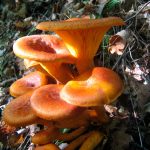 omphallotus olearius - la casa de las setas