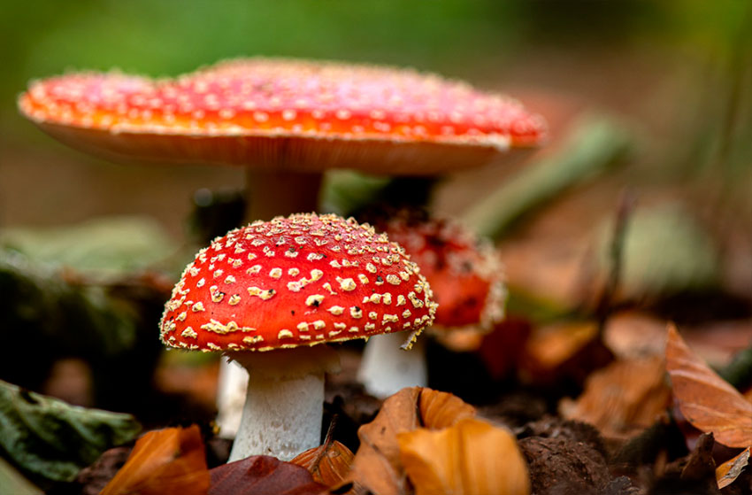amanita muscaria - la casa de las setas