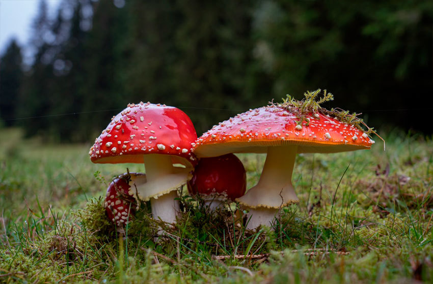 amanita muscaria - la casa de las setas