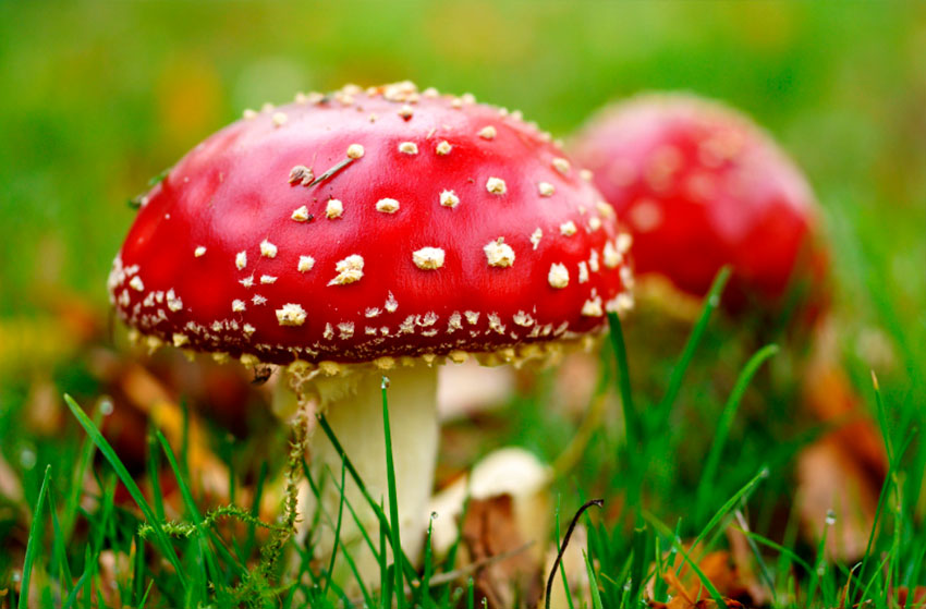 amanita muscaria - la casa de las setas