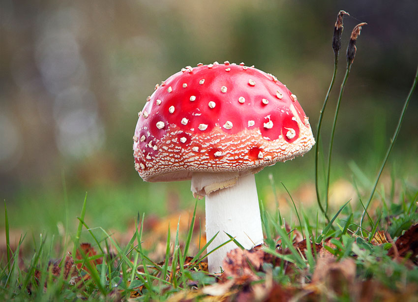 amanita muscaria - la casa de las setas