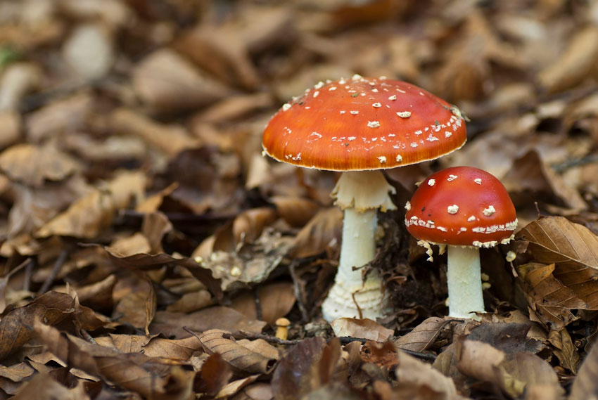 amanita muscaria - la casa de las setas
