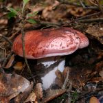 hygrophorus russula - carlet - seta cardenal la casa de las setas