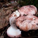 hygrophorus russula - carlet - seta cardenal la casa de las setas