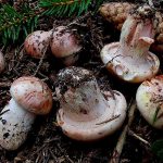 hygrophorus russula - carlet - seta cardenal la casa de las setas