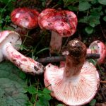 hygrophorus russula - carlet - seta cardenal la casa de las setas
