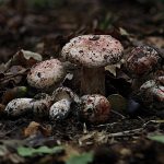 hygrophorus russula - carlet - seta cardenal la casa de las setas