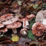 hygrophorus russula - carlet - seta cardenal la casa de las setas
