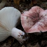 hygrophorus russula - carlet - seta cardenal la casa de las setas