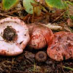 hygrophorus russula - carlet - seta cardenal la casa de las setas