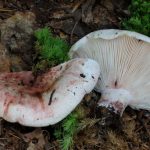 hygrophorus russula - carlet - seta cardenal la casa de las setas