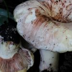 hygrophorus russula - carlet - seta cardenal la casa de las setas