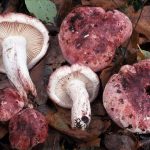 hygrophorus russula - carlet - seta cardenal la casa de las setas