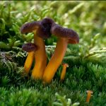angula de monte tubaeformis LA CASA DE LAS SETAS