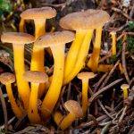 CANTHARELLUS TUBAEFORMIS