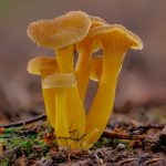 angula de monte tubaeformis LA CASA DE LAS SETAS