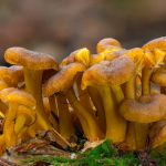 CANTHARELLUS TUBAEFORMIS