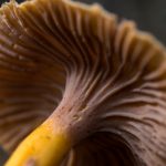 CANTHARELLUS TUBAEFORMIS