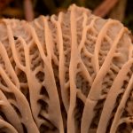 angula de monte tubaeformis LA CASA DE LAS SETAS