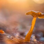 CANTHARELLUS TUBAEFORMIS