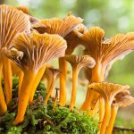 CANTHARELLUS TUBAEFORMIS