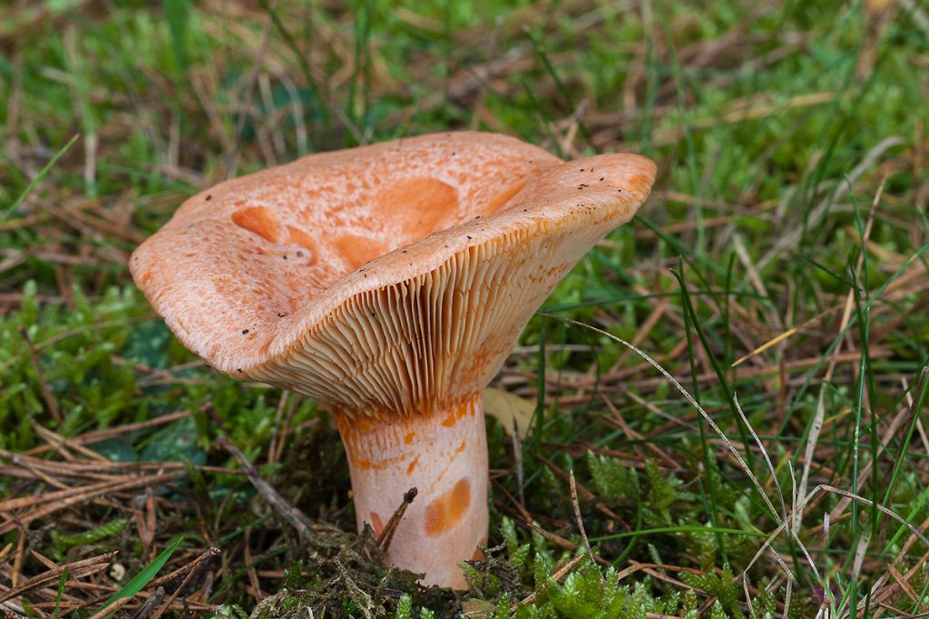 lactarius deliciosus - la casa de las setas