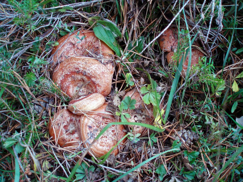 lactarius deliciosus - la casa de las setas