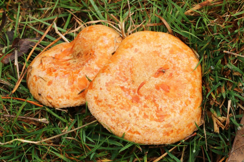 lactarius deliciosus - la casa de las setas