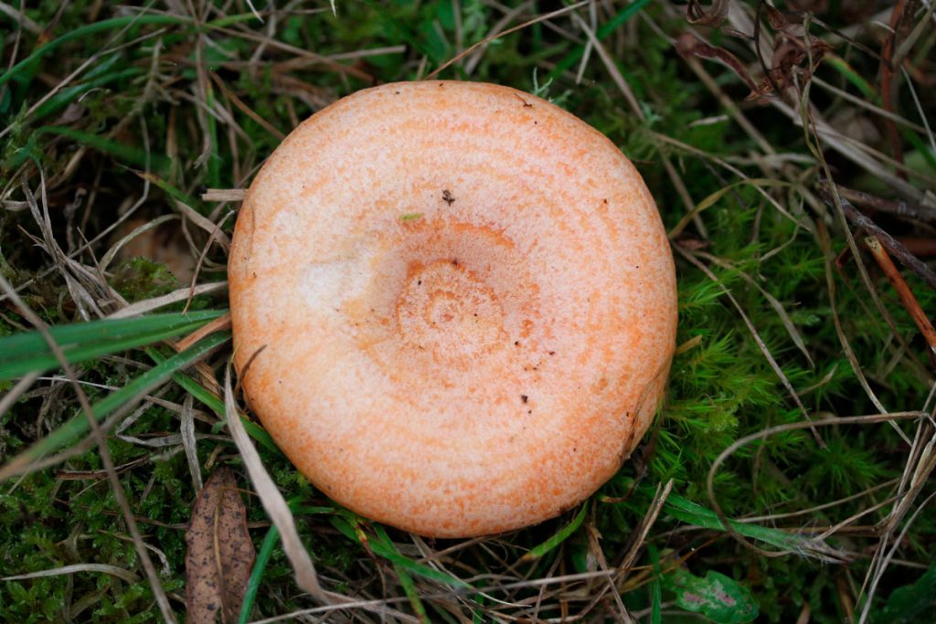 lactarius deliciosus - la casa de las setas