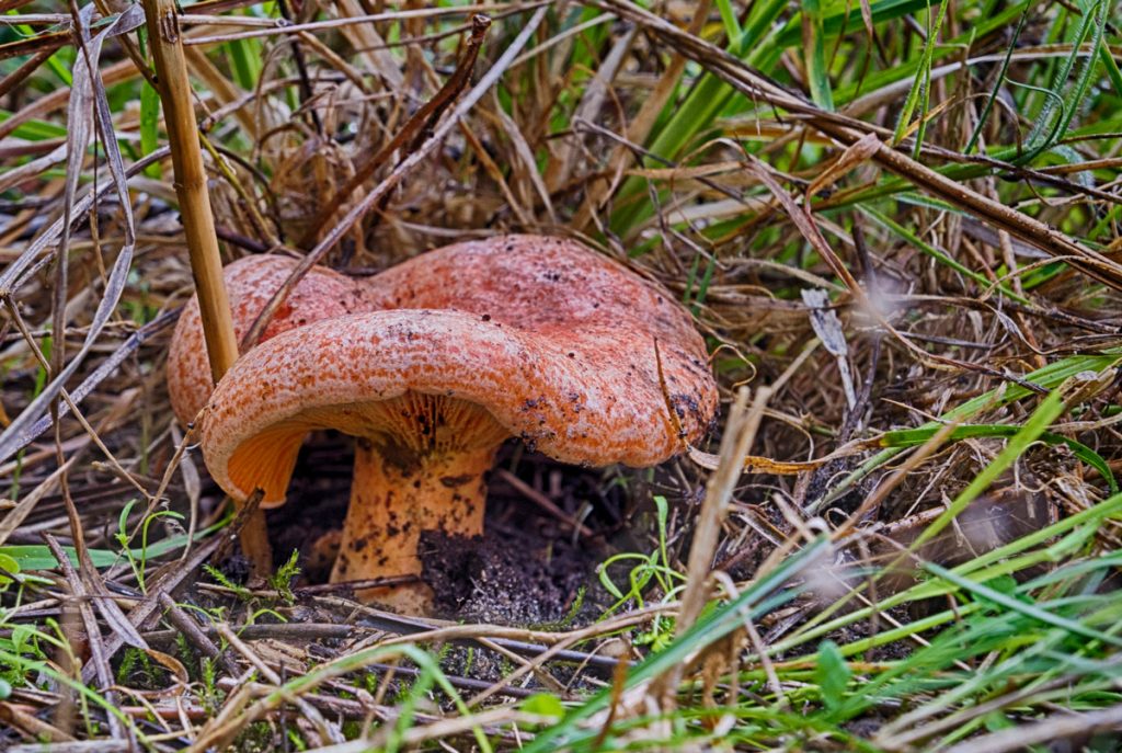lactarius deliciosus - la casa de las setas