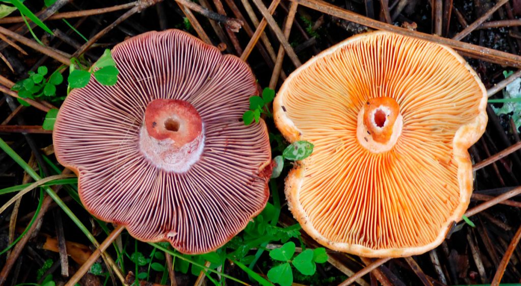 lactarius deliciosus - lactarius sanguifluus