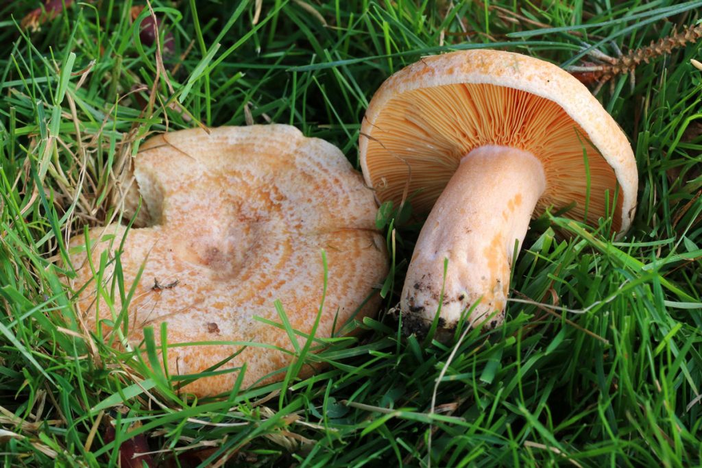 lactarius deliciosus - la casa de las setas