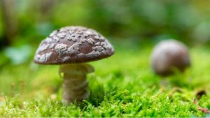AMANITA PANTHERINA