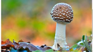 AMANITA PANTHERINA