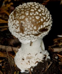AMANITA PANTHERINA