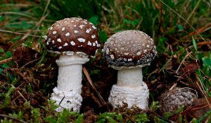 AMANITA PANTHERINA