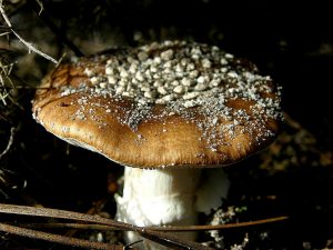 AMANITA PANTHERINA