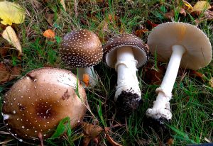 AMANITA PANTHERINA