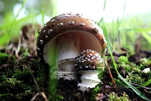 AMANITA PANTHERINA