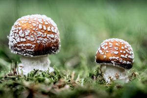 AMANITA PANTHERINA