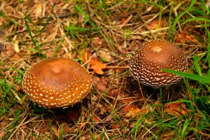 AMANITA PANTHERINA