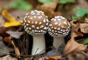 AMANITA PANTHERINA