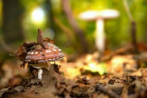 AMANITA PANTHERINA