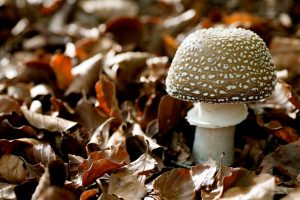 AMANITA PANTHERINA