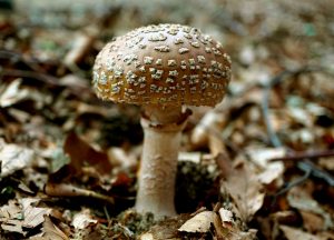 AMANITA PANTHERINA