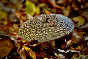 AMANITA PANTHERINA