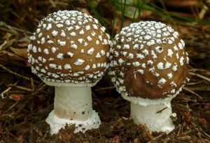 AMANITA PANTHERINA