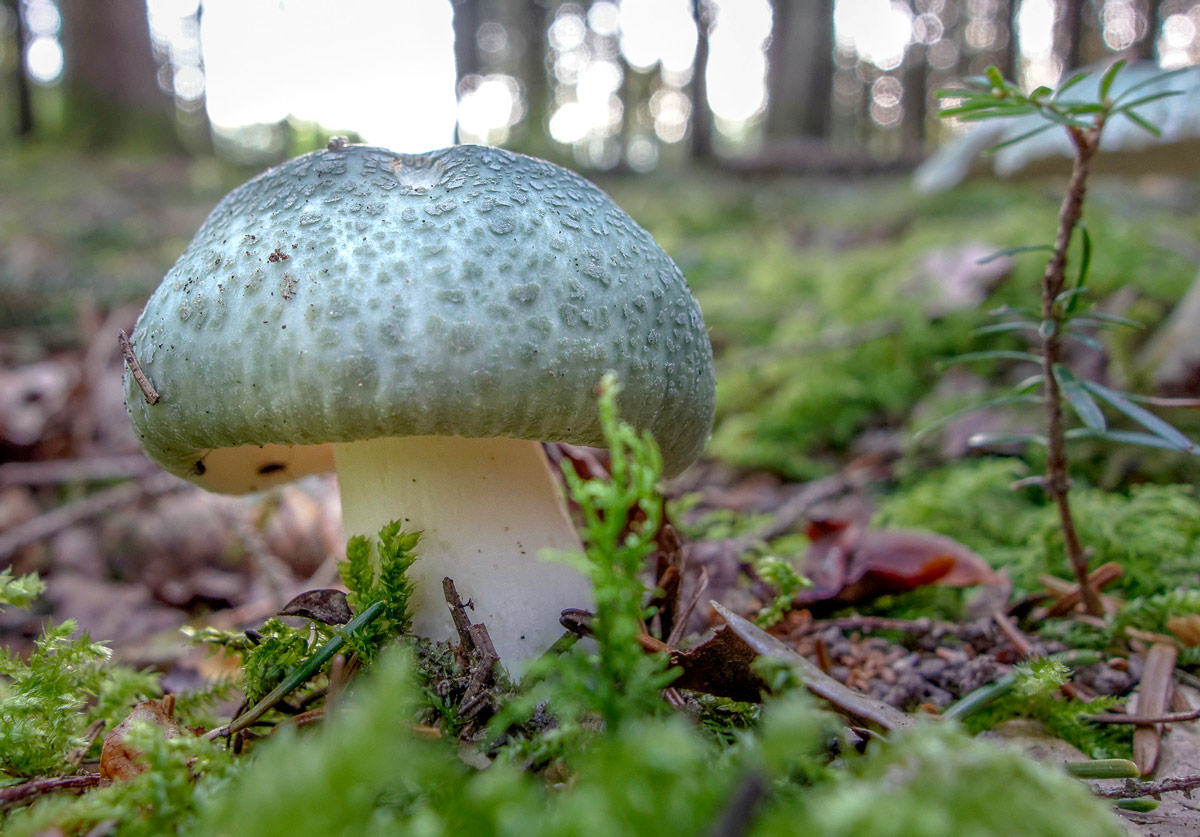 russula virescens 01